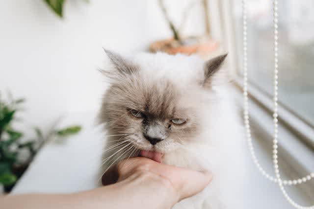 Raspy?- you're just feline the lurv