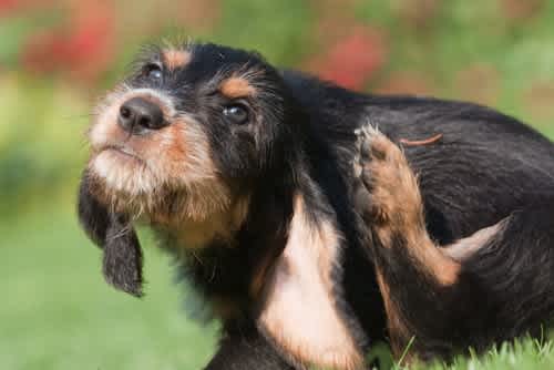 How to clean your dog's ears in 7 easy steps