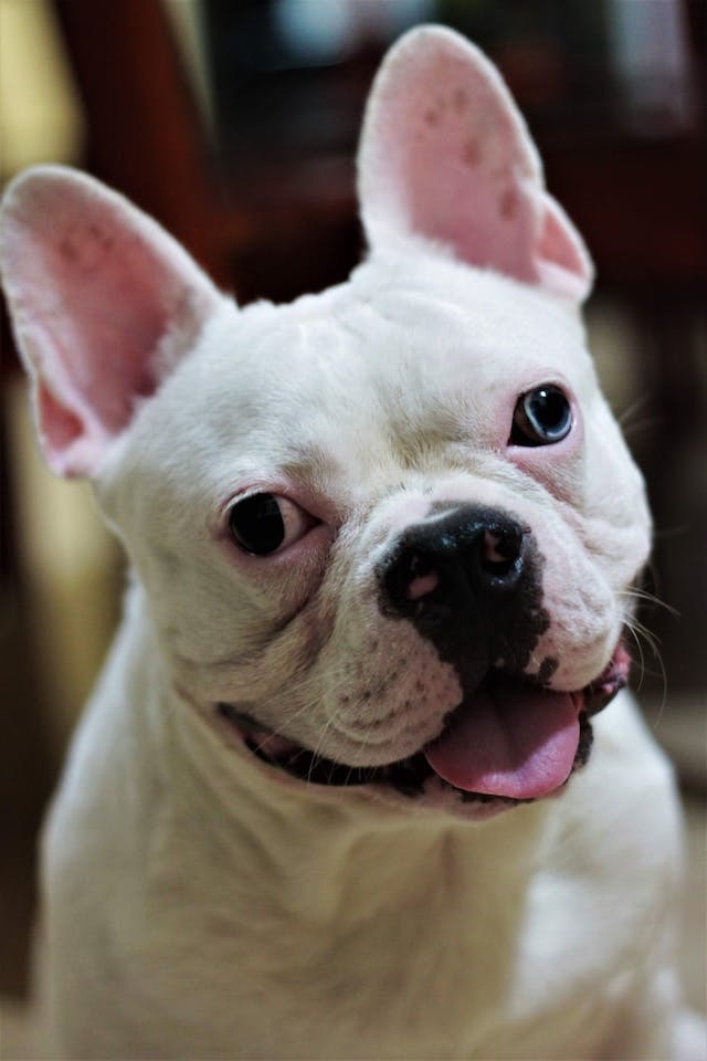 A guide to common health problems of French Bulldogs