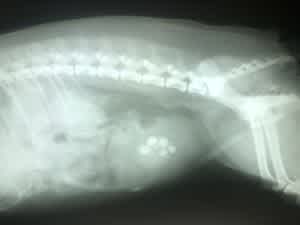 Dog x-ray with bladder stones