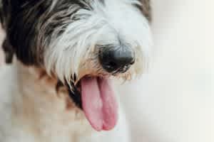Heavy panting can be a sign of asthma