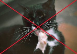 Don't allow your cat to lick their wounds