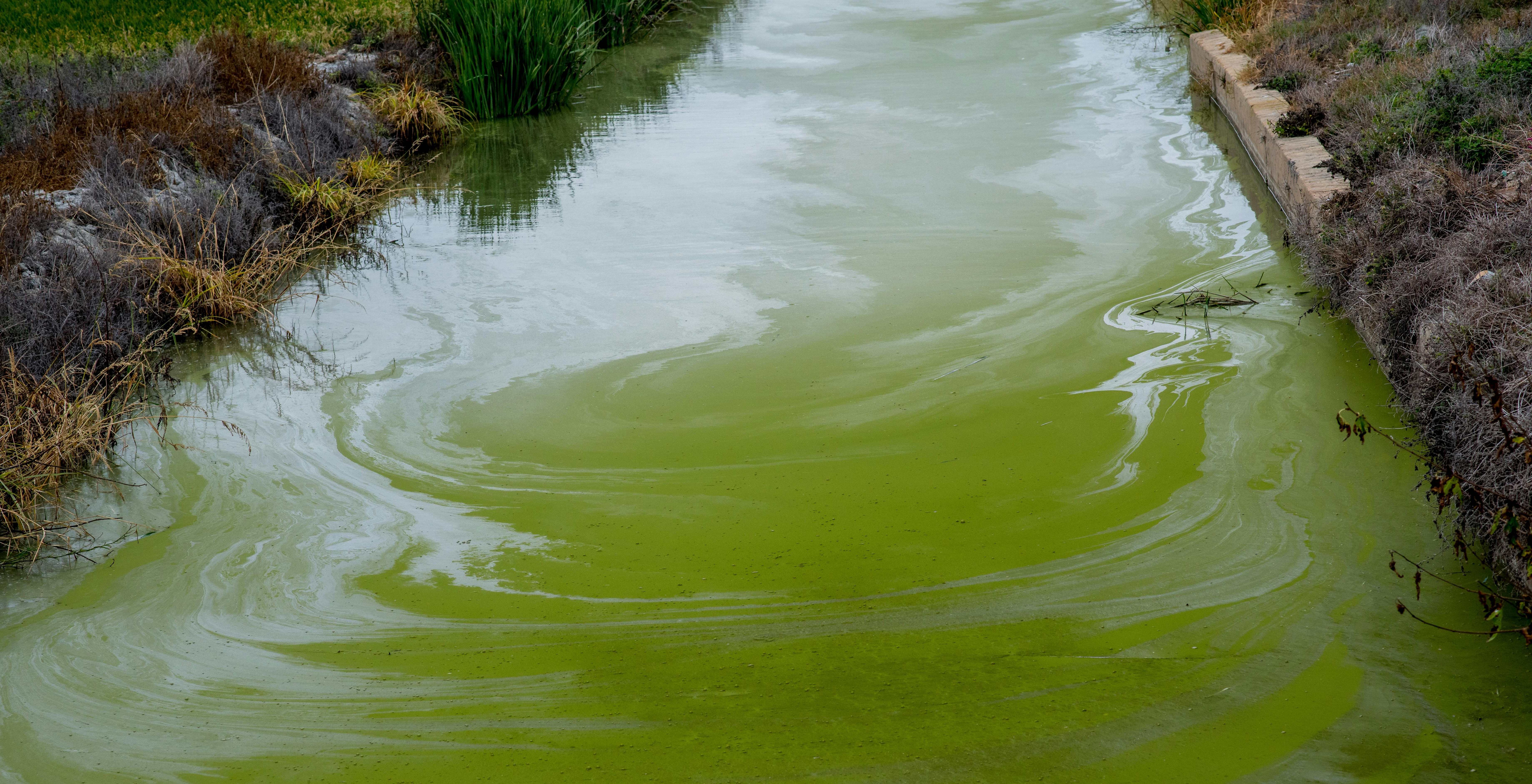 Blue-green algae