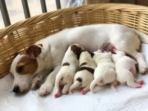 Care after giving birth in dogs