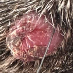 Histiocytoma dog 2