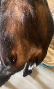 Hair loss due to fleas