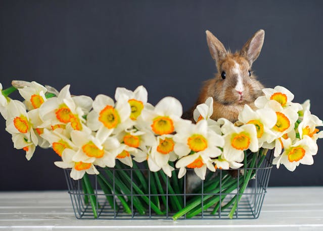 Rabbit with daffodils