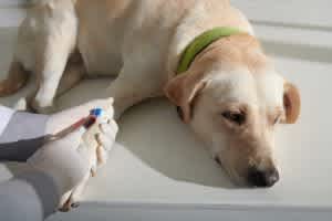 Dog blood test
