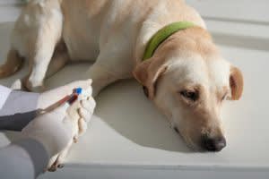 Blood tests in dogs