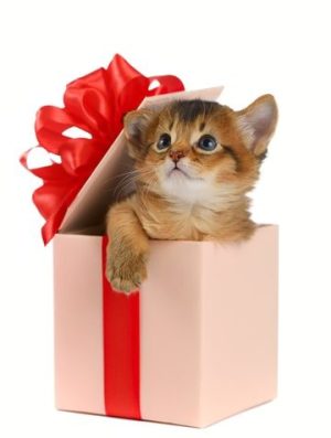 On the eleventh day of Christmas