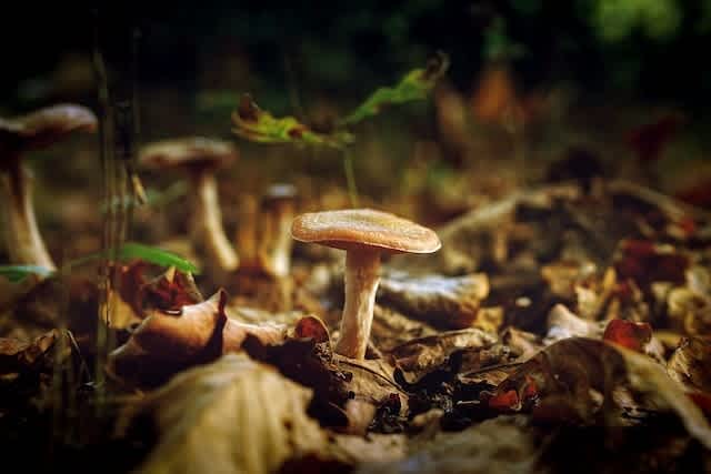 Mushrooms