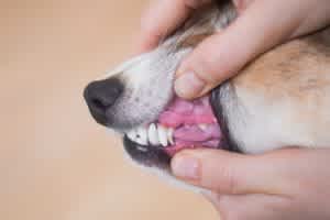 Retained baby teeth damage the emerging adult tooth