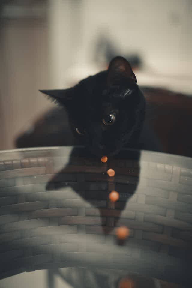 How Much To Feed Cats | Kitten Feeding Guide | Joii Pet Care