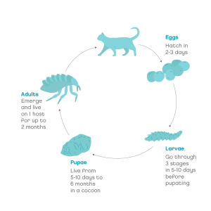 The lifecycle of fleas in cats