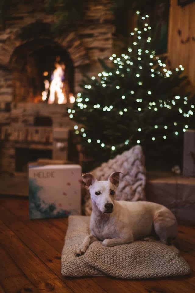 On the fourth day of Christmas