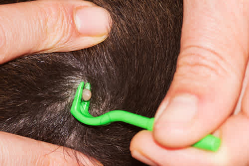 Tick bite prevention week