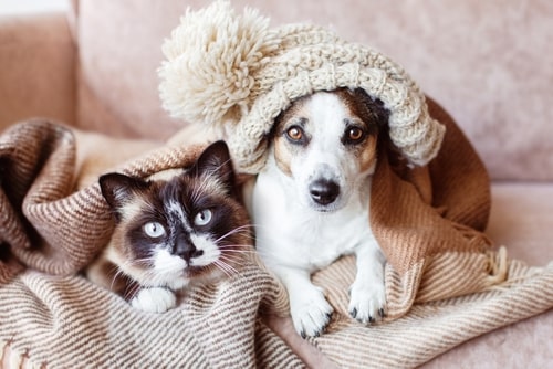 The 6 most common winter hazards for dogs and cats