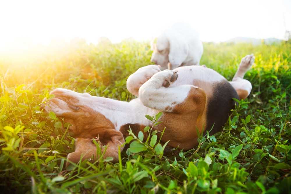 Beagle laying on its back in sunny grass, exposing the sparsely haired skin on its belly.