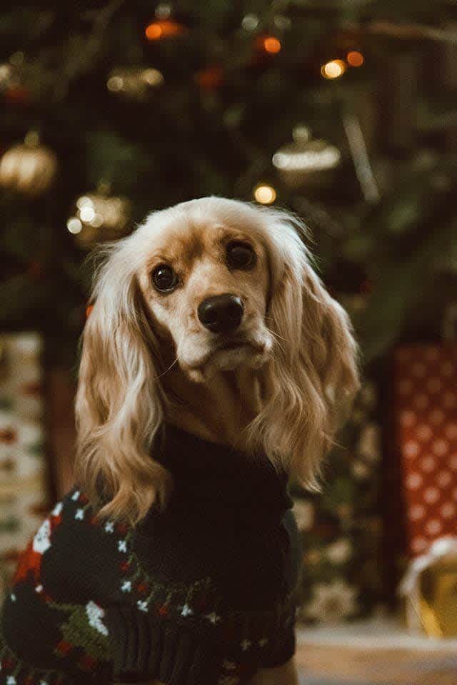 On the third day of Christmas