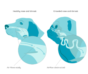 Crowded nose and throat
