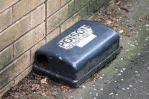 Rat poison intoxication in dogs
