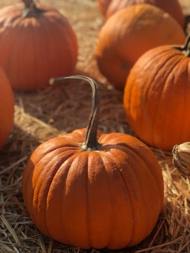 Pumpkins are safe for dogs and cats
