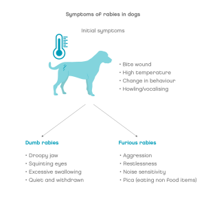 Symptoms of rabies in dogs