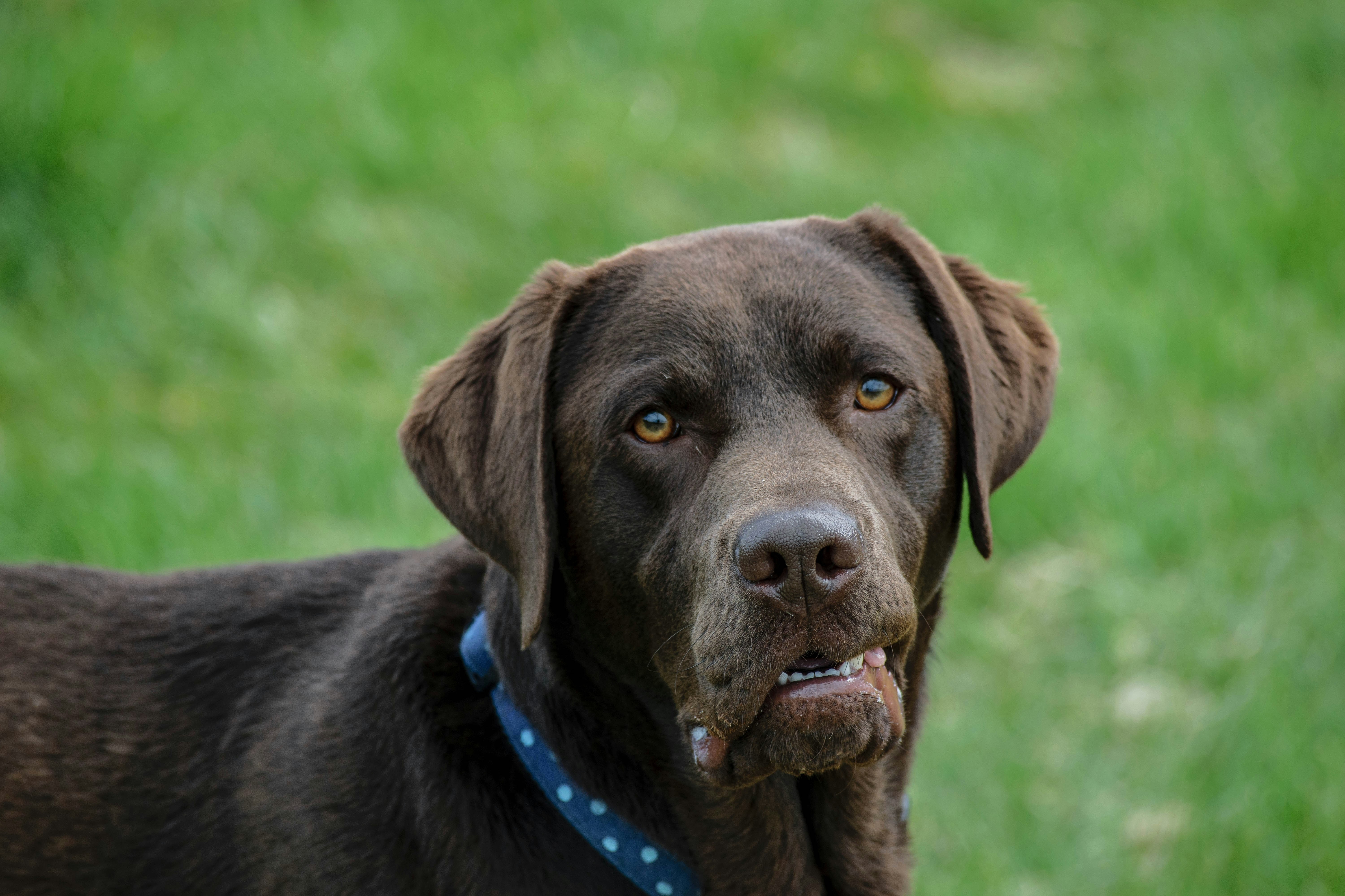 Chocolate labrador