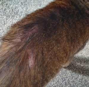 Cat's can also develop a rash called Miliary Dermatitis due to a flea allergy