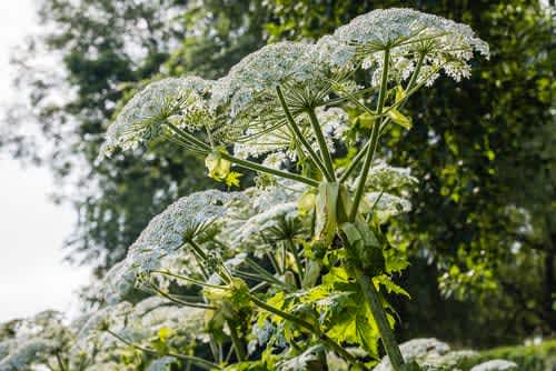 Plants that are poisonous to pets
