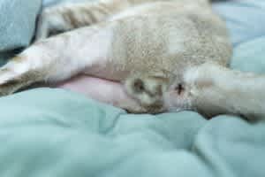 Castration in cats