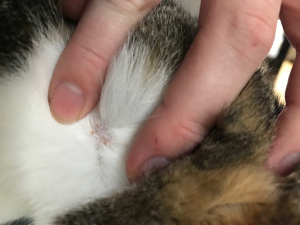 Harvest mites in cats