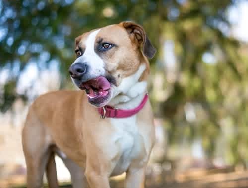 Panting, lip-licking and yawning are all signs of stress