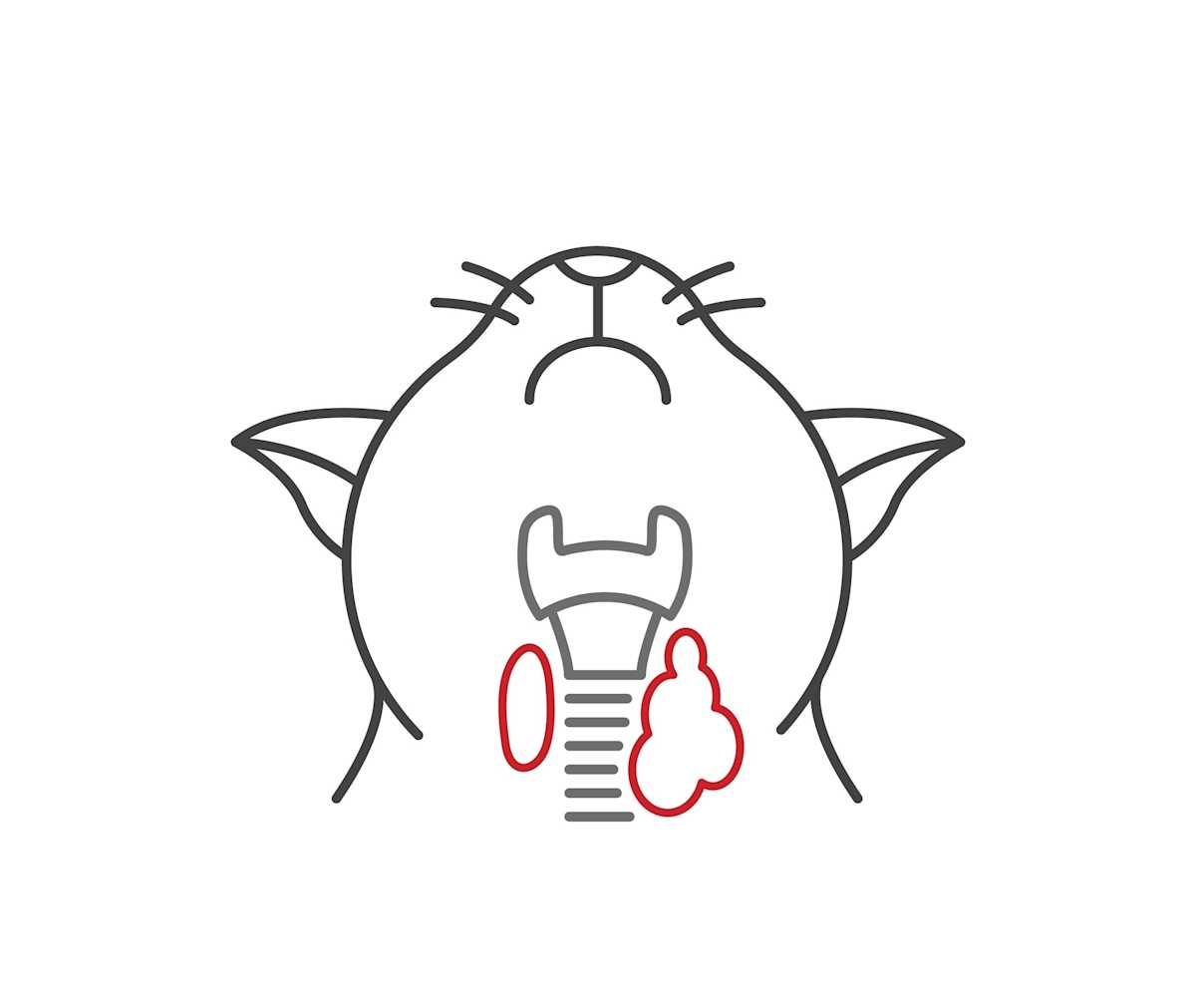 Hyperthyroidism in cats: An enlargement of the thyroid gland located in the neck.