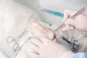 Castration in dogs