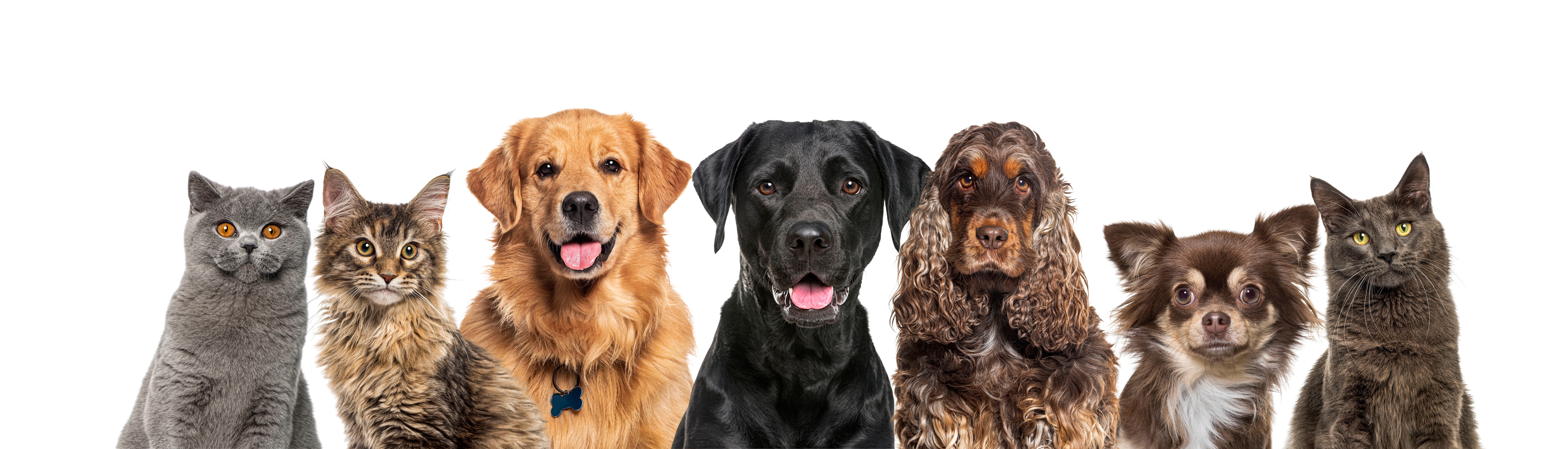 shutterstock 2442422069