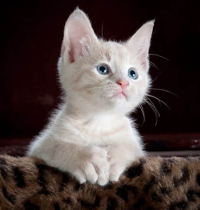 playful, curious