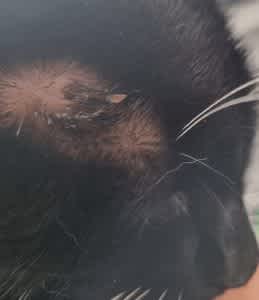 Cat bite abscess