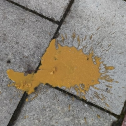 Watery dog diarrhoea