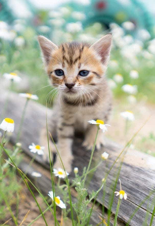 Kitten surrounded by flowers