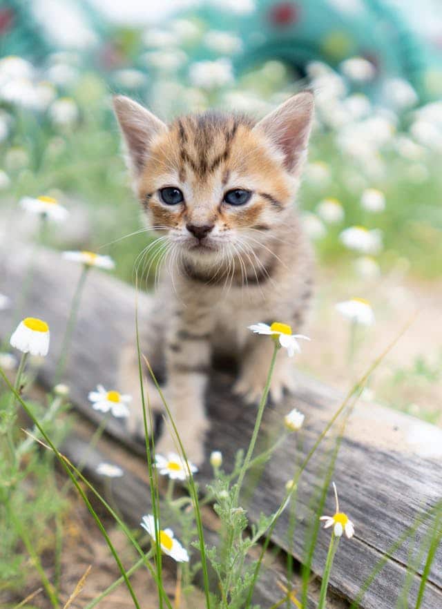 Kitten surrounded by flowers