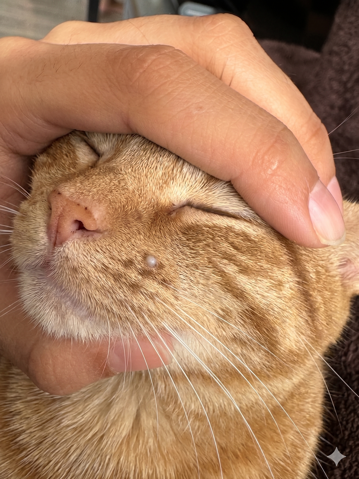 Wart-like lesion on the face of a cat