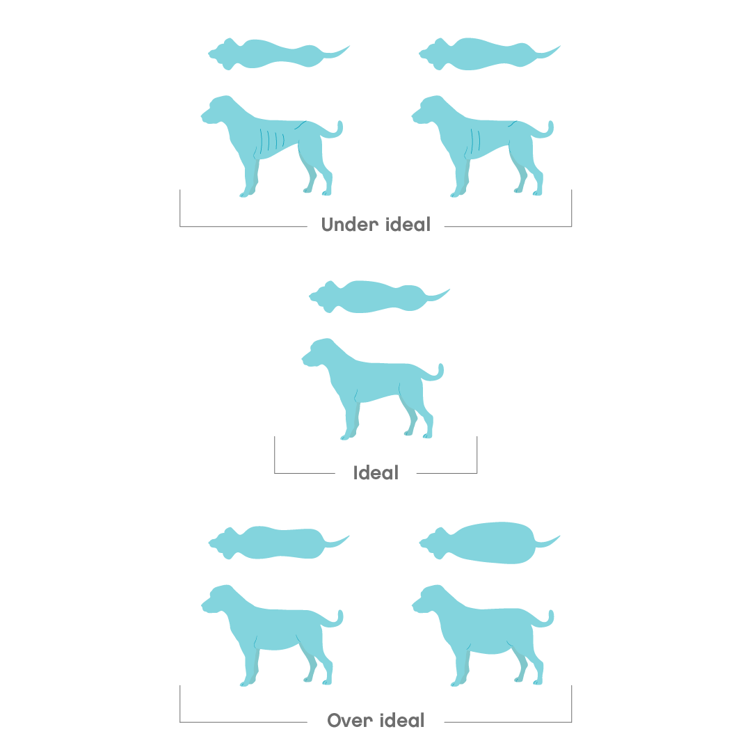 BCS dog