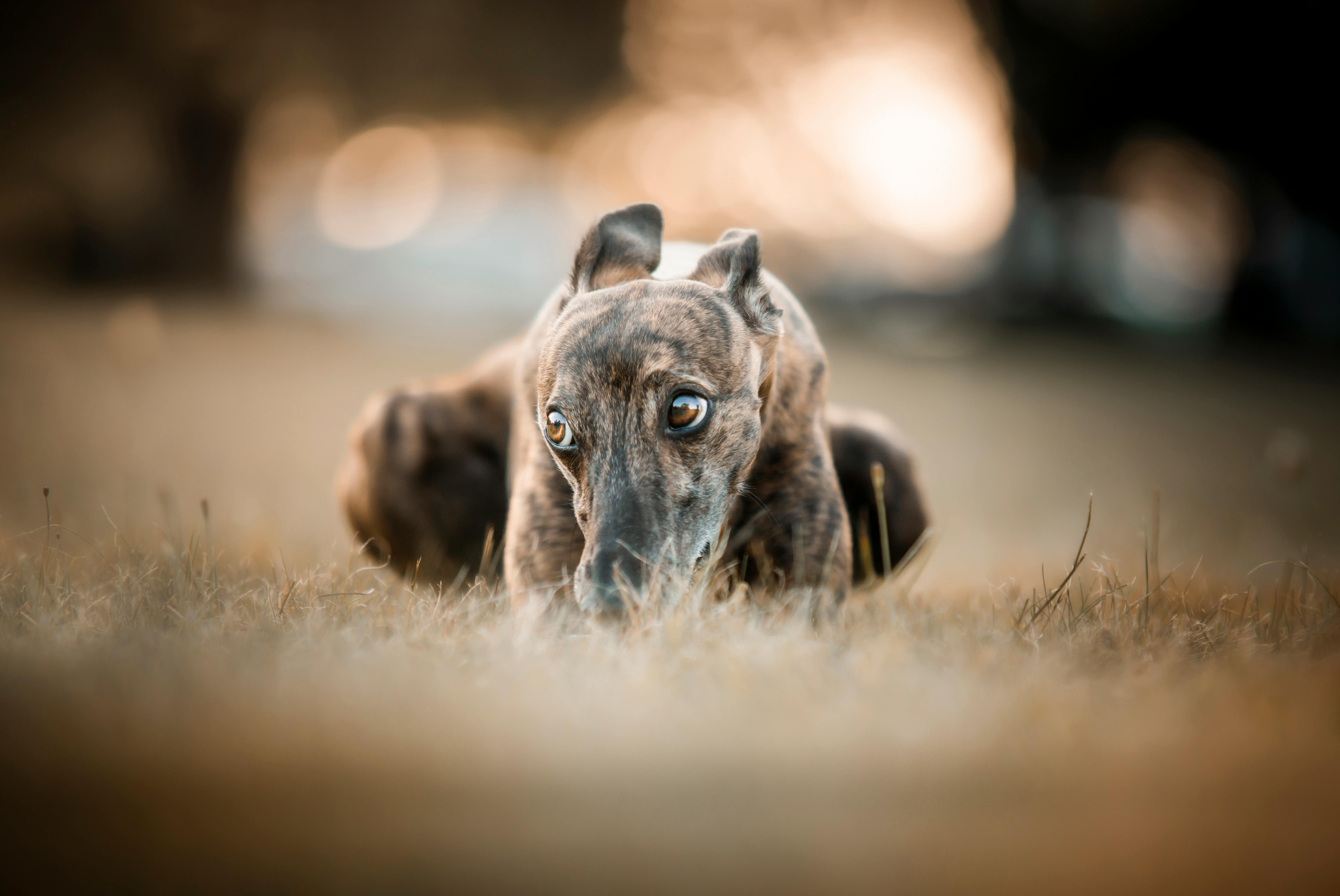 corns in dogs