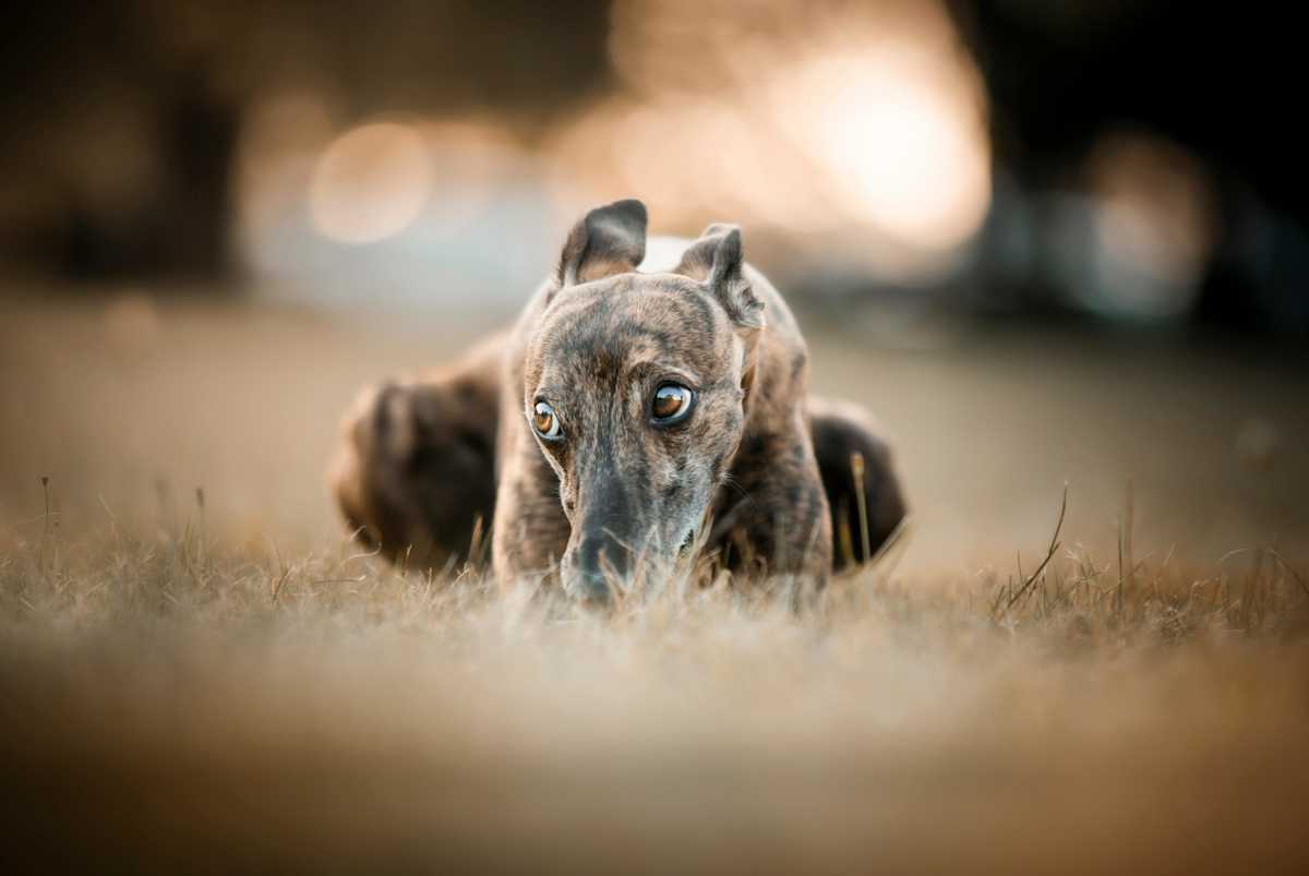 corns in dogs