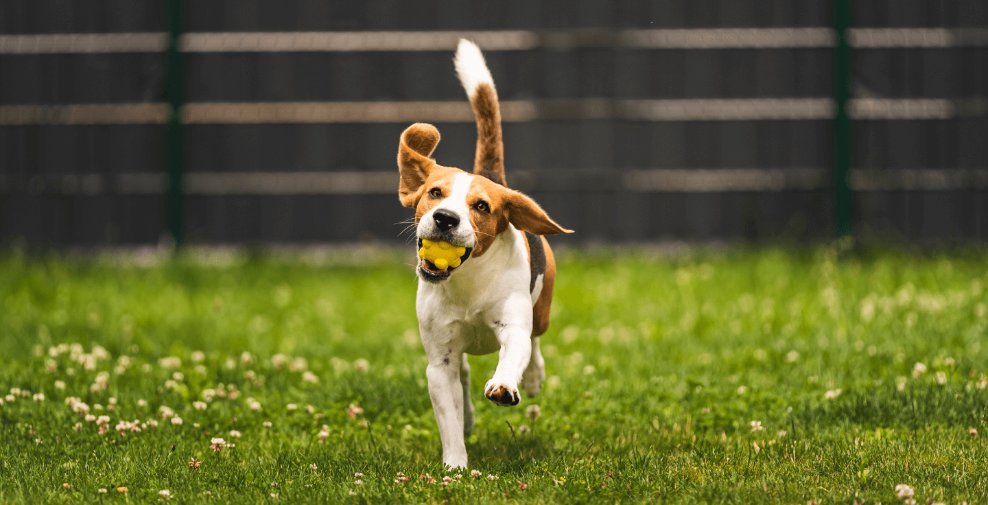 Blog header mobility (dog)