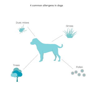 Common allergens in dogs