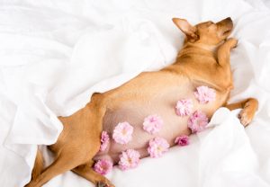 Pregnancy in dogs