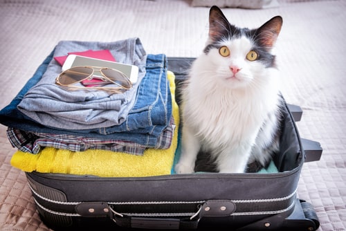 Pet Travel Made Easy: Your 5-Step Guide to EU Travel