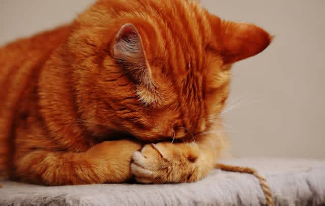International Cat Day